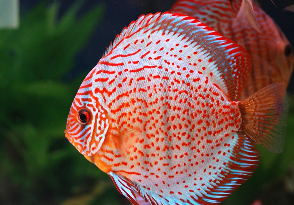 altum,利氏神仙鱼p. leopoldi和大神仙鱼p.