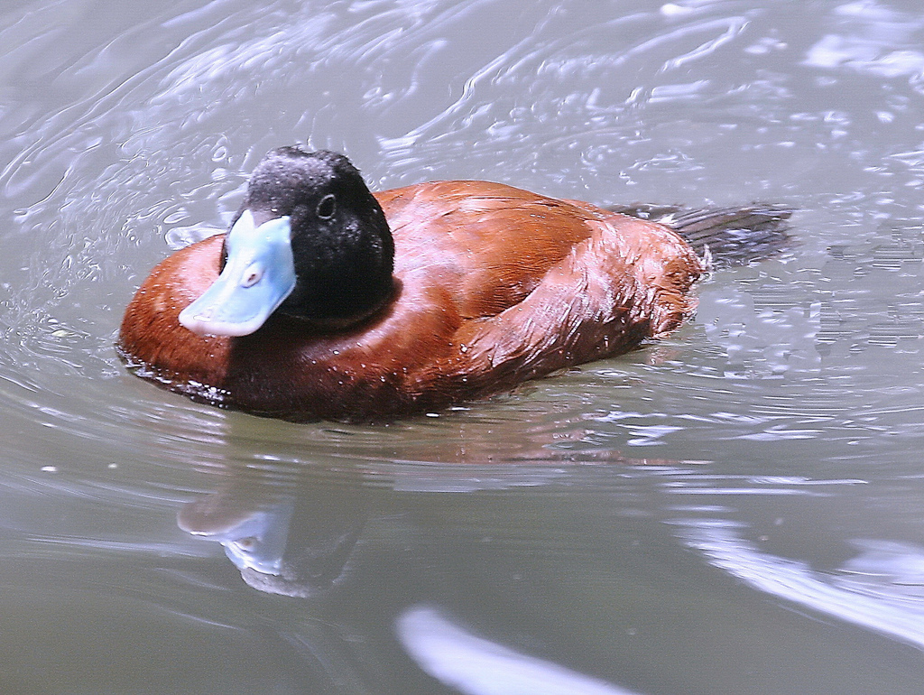  p>非洲硬尾鸭(学名: i>oxyura maccoa /i>)是属于鸭科的非常典型的一