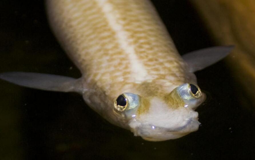  p>四眼鱼是一种生活在 a href="#" data-lemmaid="2219981">中美洲 