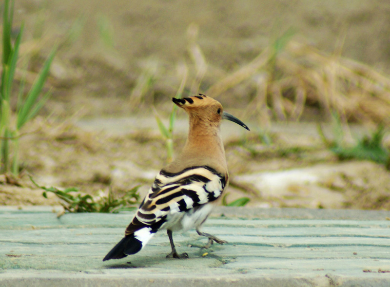 > p>拼音:tí hún /p> p>注音:ㄊㄧˊ ㄏㄨㄣˊ /p> p>解释:指杜鹃鸟