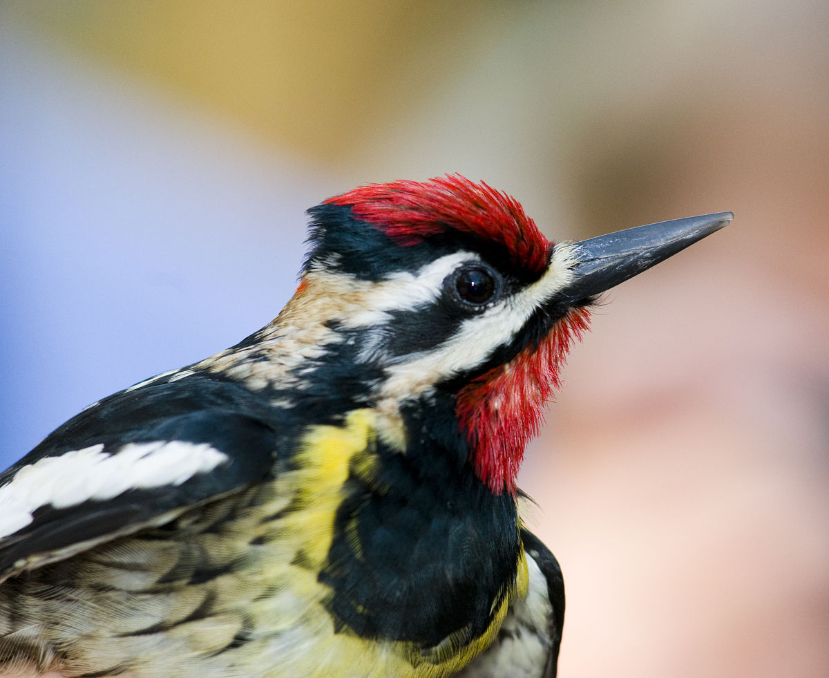 每窝产卵5～6枚.黄腹吸汁啄木鸟虽有一定数量,但面临威胁. /p>