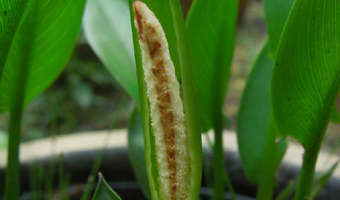  p>犁头尖属(学名:typhonium)是 a target="_blank" href="/item