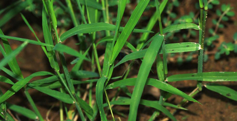  p>虮子草是禾本科的一类植物.一年生草木.秆较细弱,高30-60厘米.