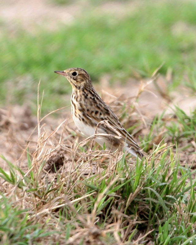 short-billed pipit