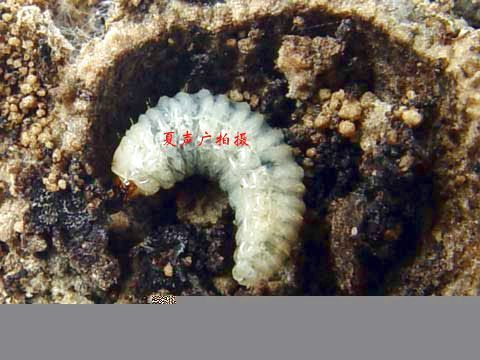  p>昆虫名,属鞘翅目,象甲科.是卷叶象科的1个种.