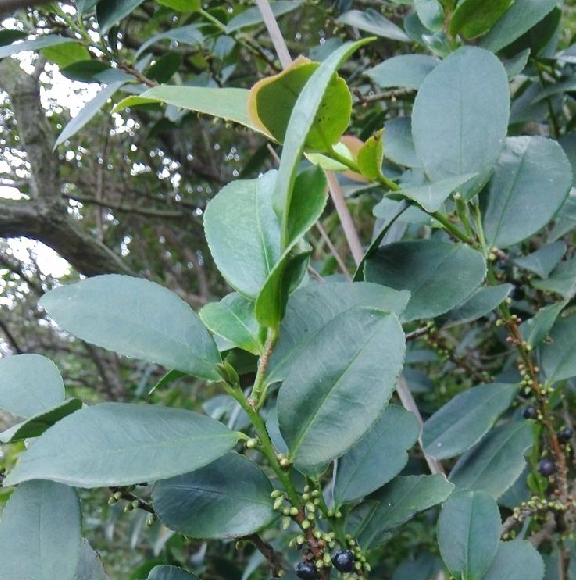 为五列木科柃属植物微毛柃 i>eurya hebeclados /i> ling的全株.