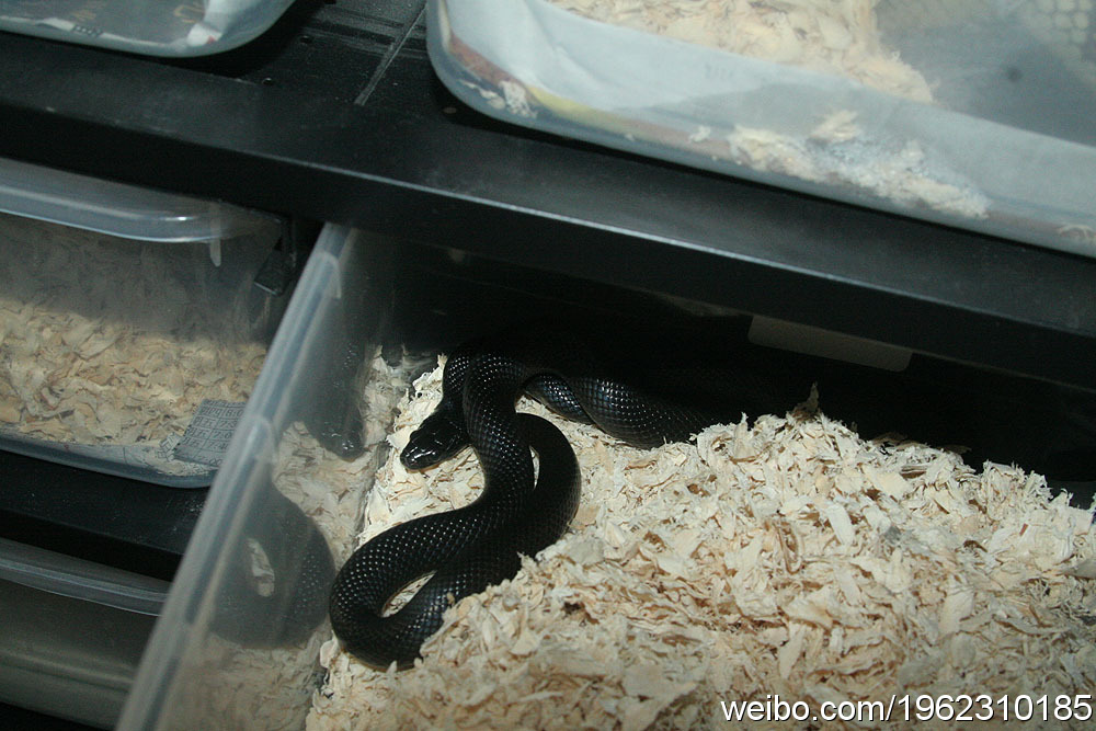 黑色王蛇在野外以其啮齿类,鸟类及其他蛇类为食,自身无毒,血液毒素