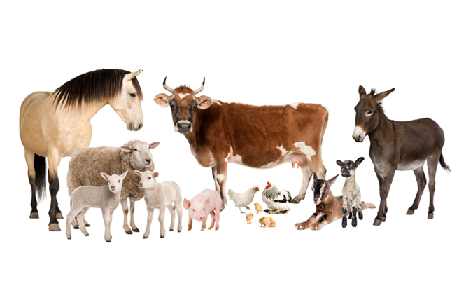  p>家畜是被人类高度 a target="_blank" href="/item/驯化/2946355"