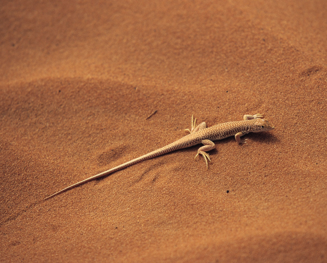 dipsosaurus dorsalis