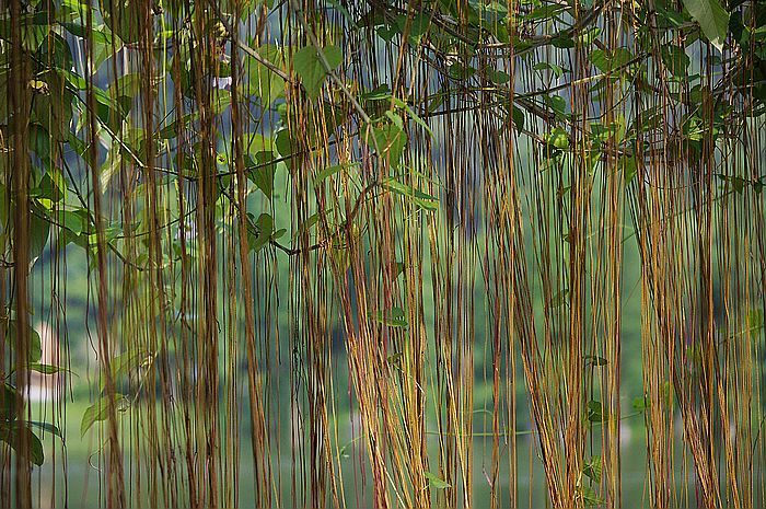 id="tzrbyfzhjbet">锦屏藤是葡萄科白粉藤属的多年生常绿蔓性植物