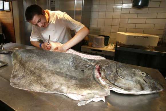 英国巨型比目鱼