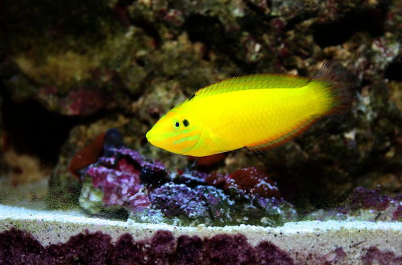 circle-cheek wrasse