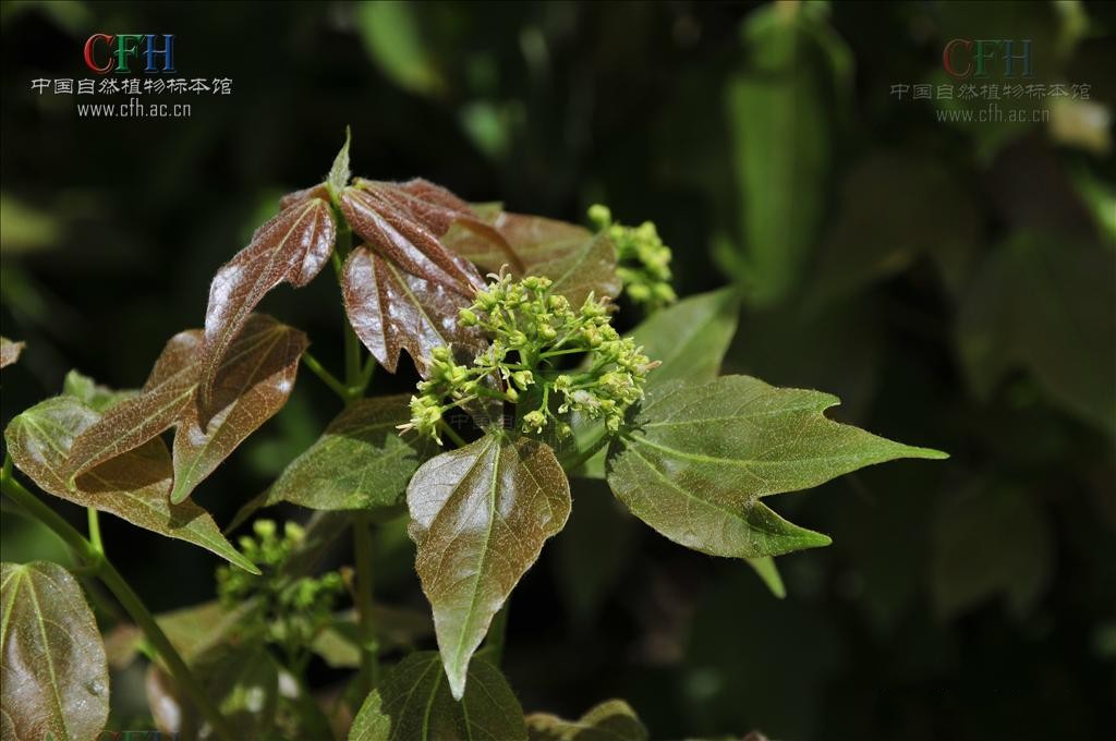  p>三角槭,别名: a target="_blank" href="/item/三角枫/3060892"