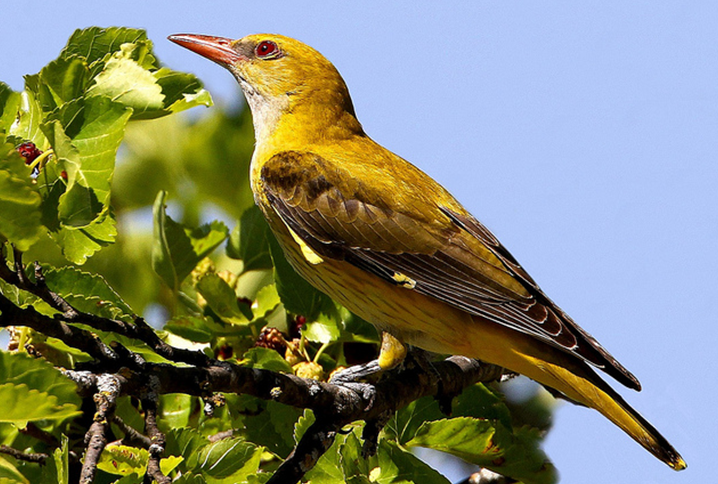eurasian golden-oriole