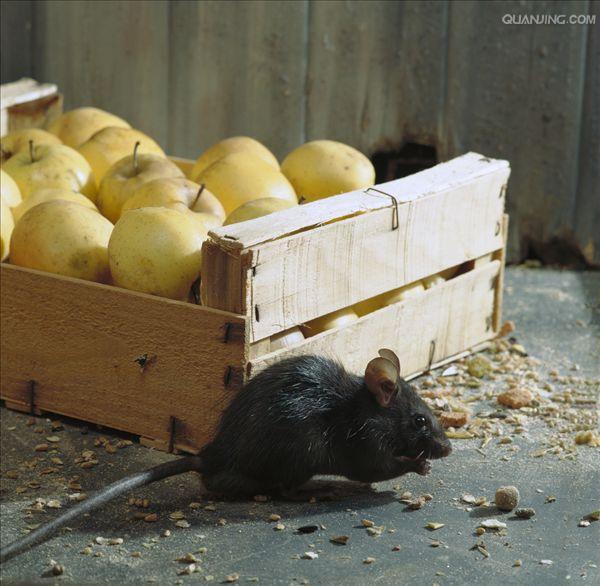  p>褐家鼠(学名 i>: /i> i>rattus norvegicus /i>),也称为褐鼠,大家