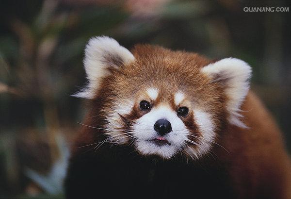  p>小熊猫(学名: i>ailurus fulgens /i>(f.