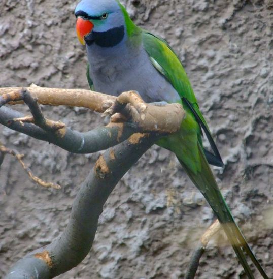  p>德拜鹦鹉(学名: i>psittacula derbiana /i>)是典型的 a target="