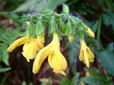 pteracanthus botryanthus