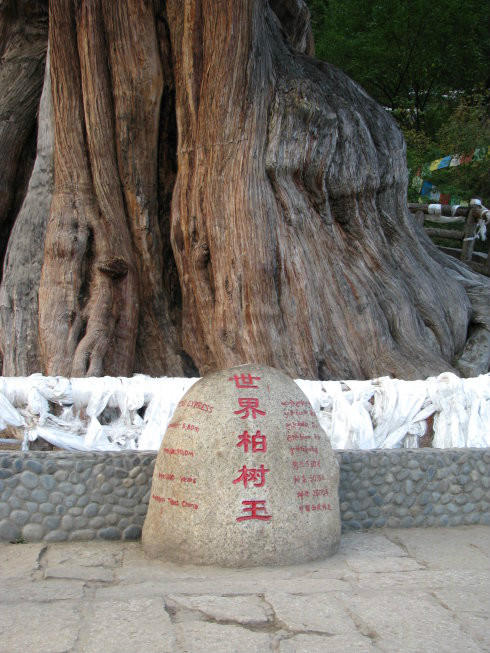  p>有"世界巨柏王"之称巨柏林,位于 a target="_blank" href="/item