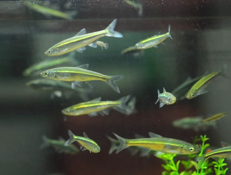 lemmaid="1909593">鲤科 /a>, a href="#">副鱪属 /a>的一种小型鱼类