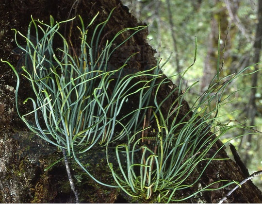 为水龙骨科植物高山瓦韦 i>lepisoruseilophyllus /i>的全草.