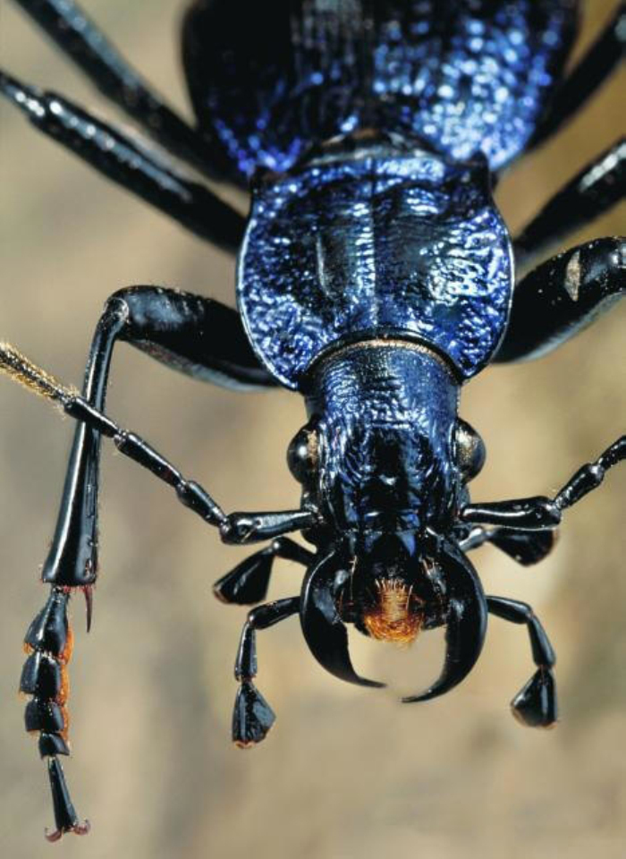  p>步甲科是隶属于 a target="_blank" href="