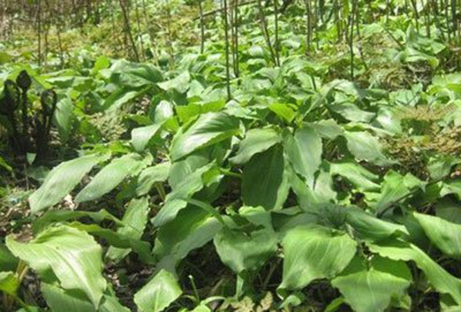  p>玉簪叶韭(学名: i>allium funckiaefolium /i>)是 a href="#" data