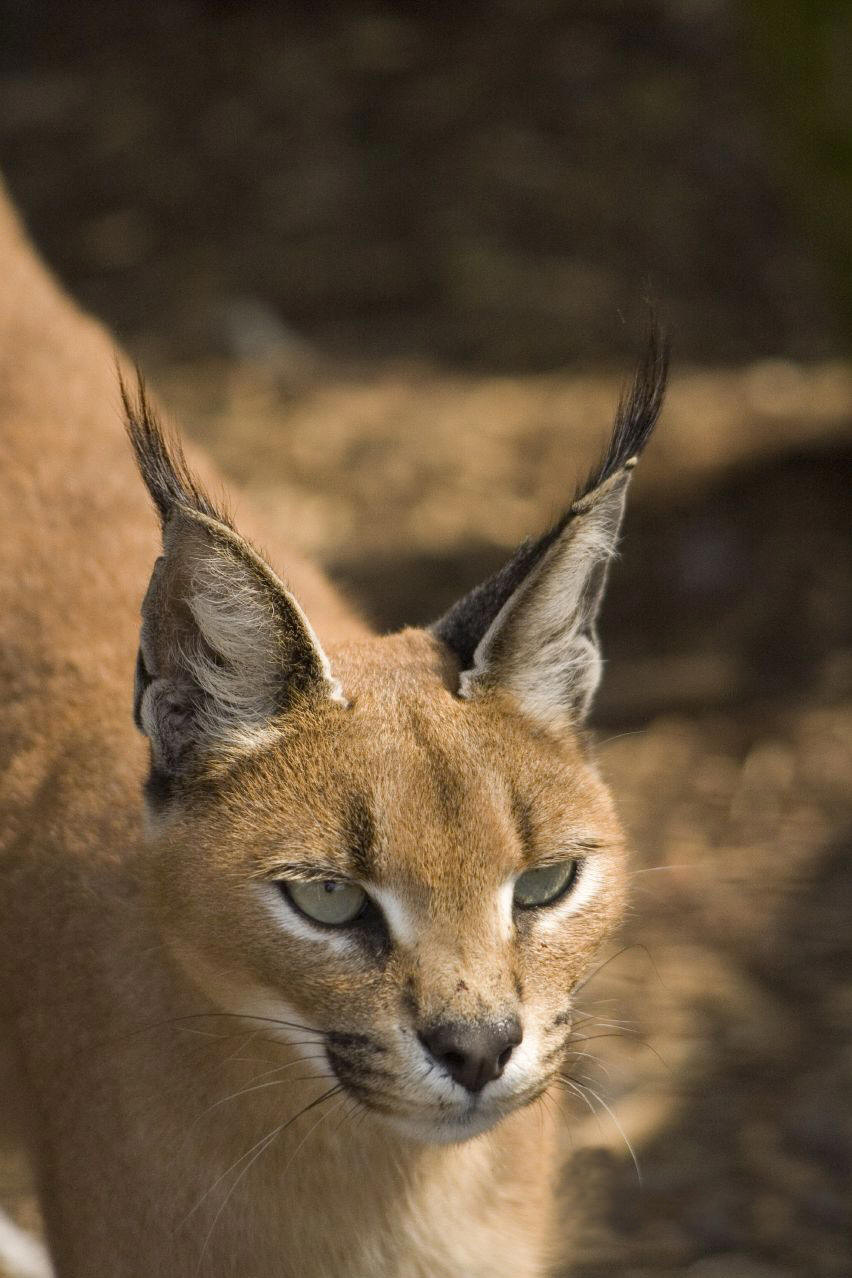  p>狞猫属(caracal&nbsp;)属于 a target="_blank" href="/item