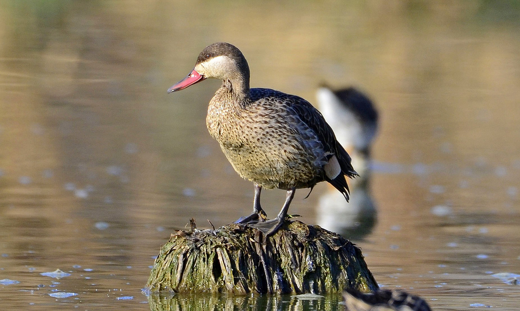  p>赤嘴鸭(学名:anas erythrorhyncha)属鸭科鸭属中型 a href="#"
