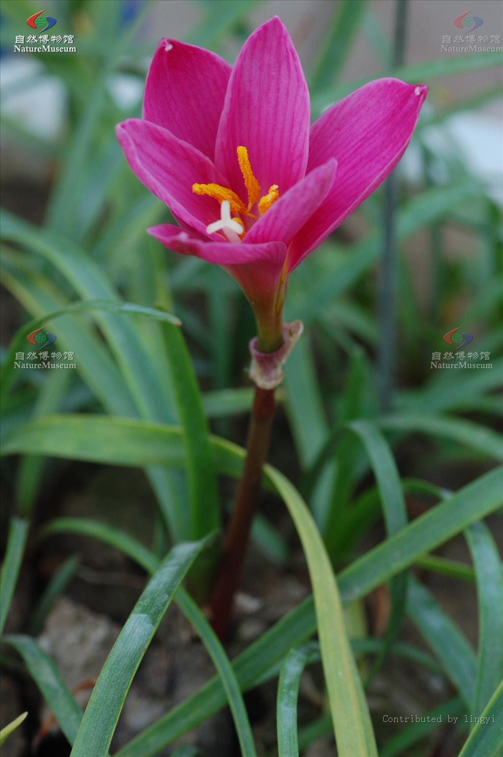 名:iridaceae), a target="_blank" href="/item/显花植物/11013700"