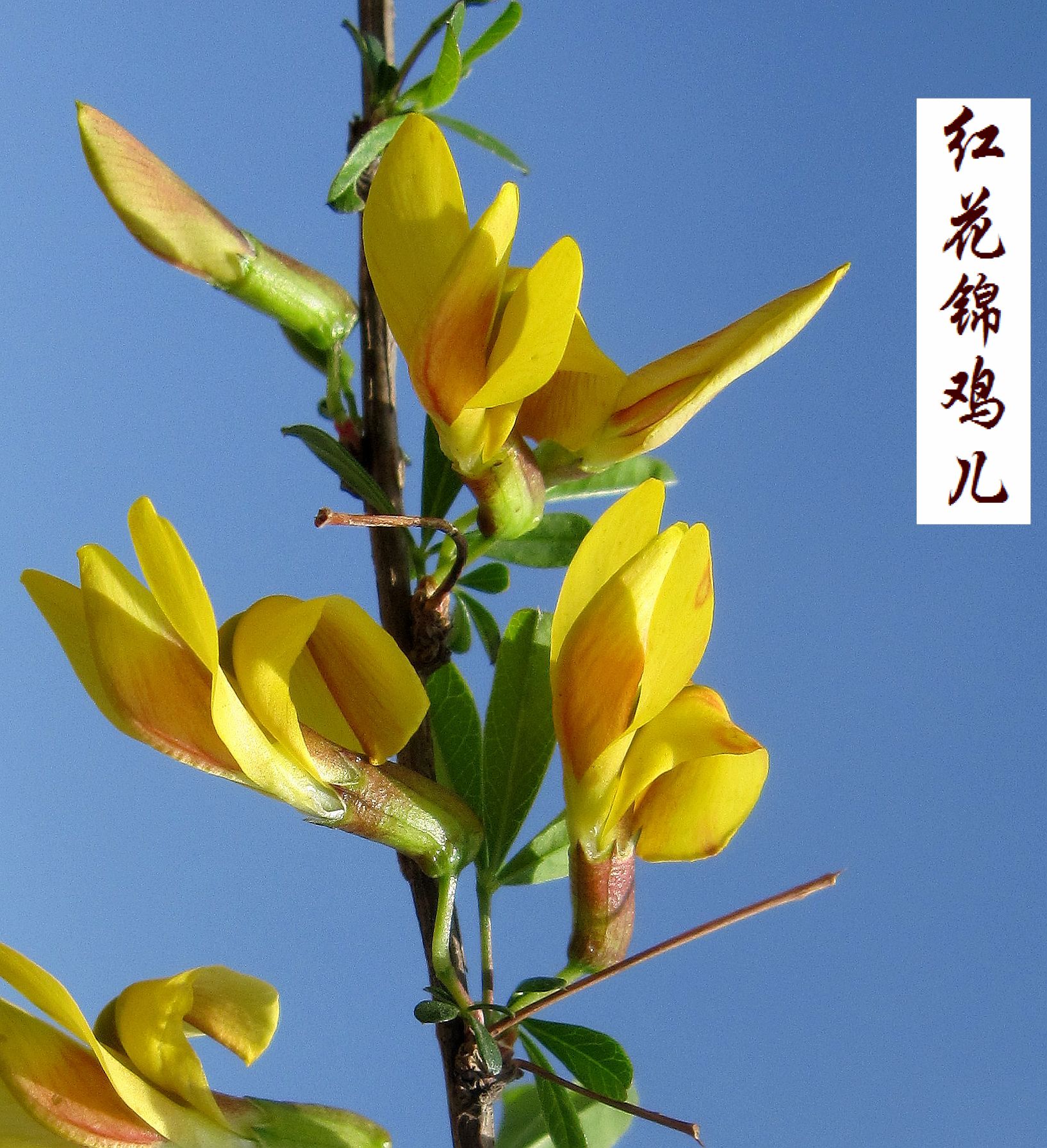 锦鸡儿
