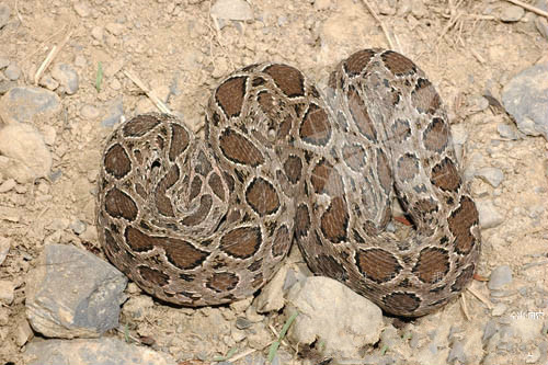  p>圆斑蝰(学名: i>daboia russelii siamensis /i>),又称百步金钱豹