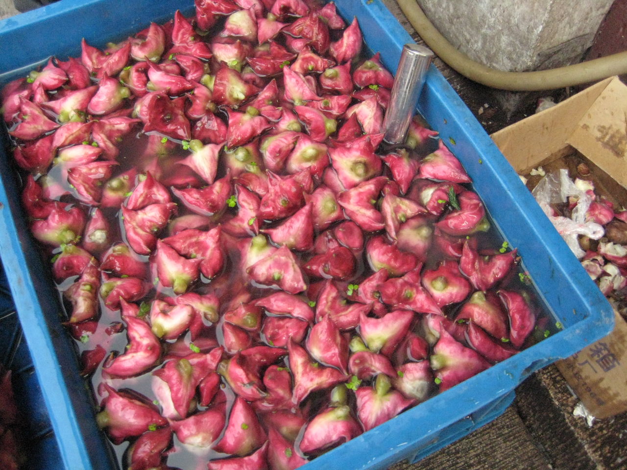 梁子湖红菱的做法(梁子湖上采红菱 演唱)