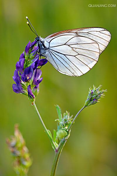  p>绢粉蝶(aporia crataegi linnaeus)是鳞翅目 a href="#">粉蝶科 /a