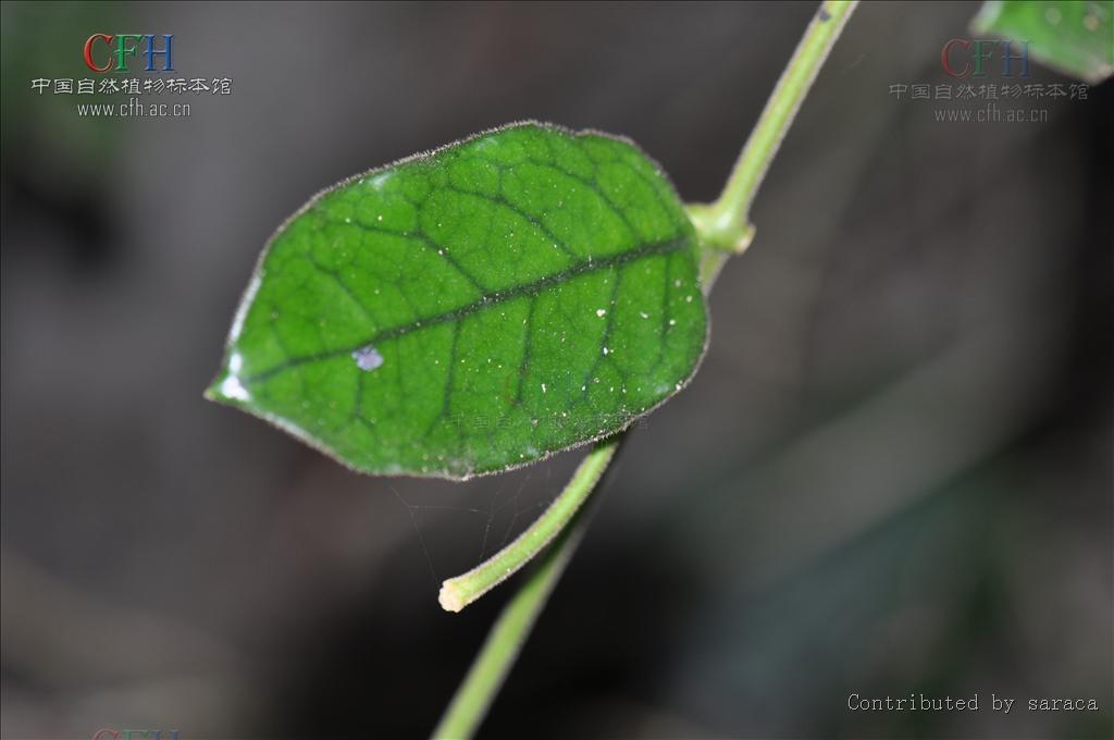  p>毛球兰(拉丁学名: i>hoya villosa /i> cost.