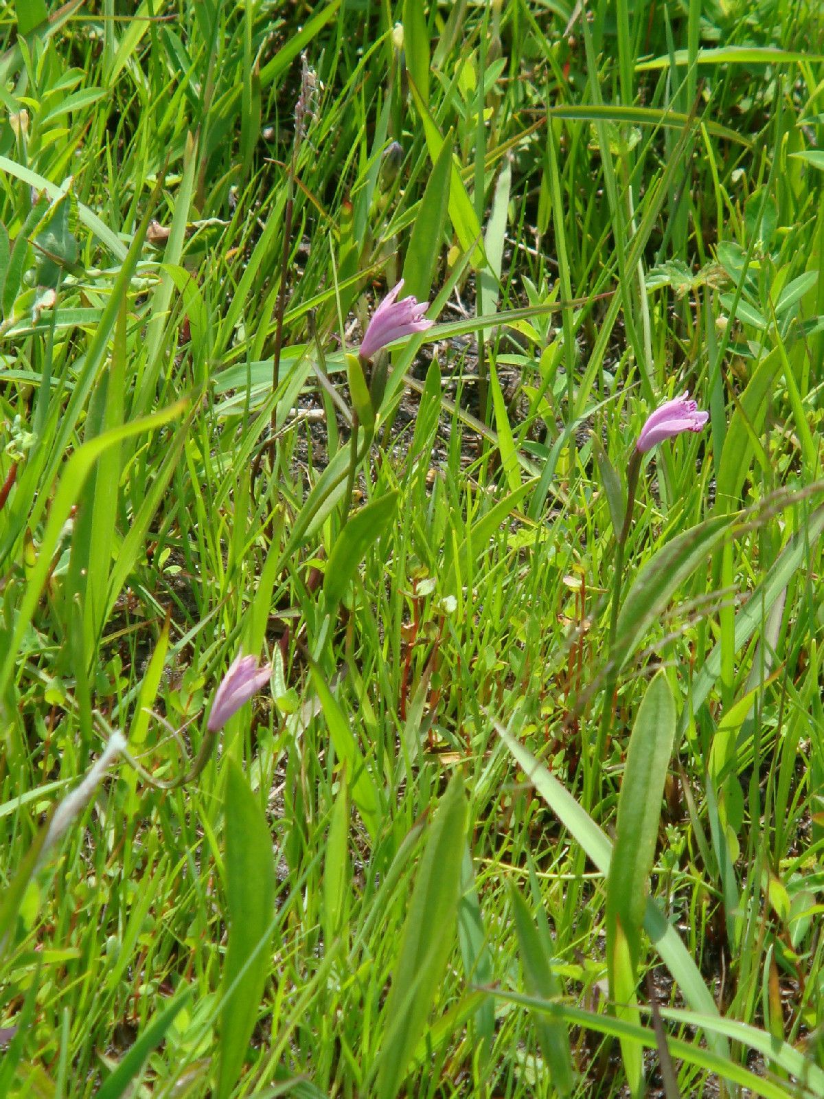 pogonia japonica rchb. f.