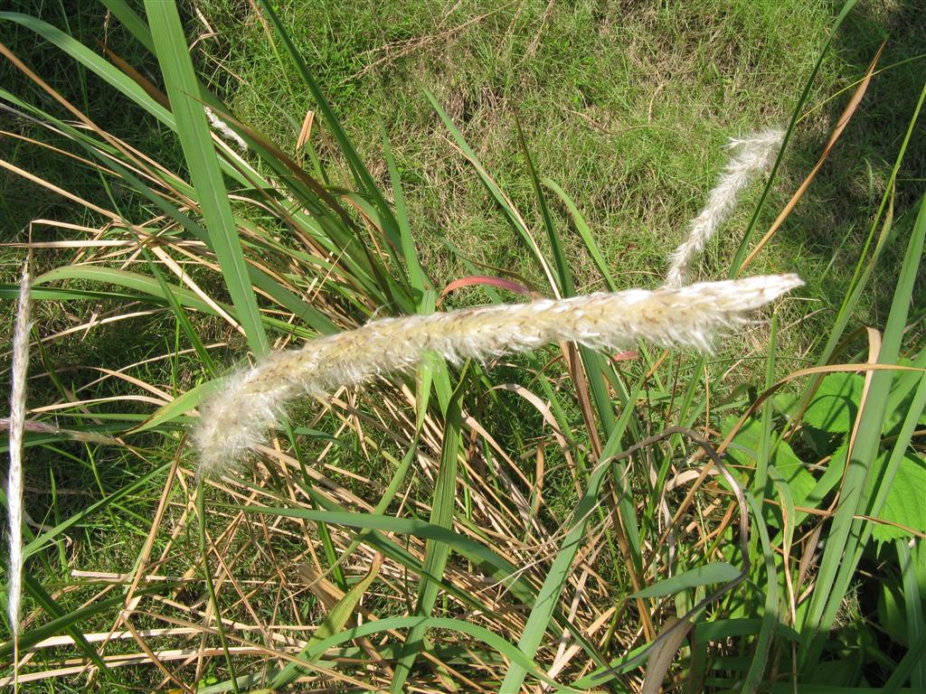 是禾本科,白茅属多年生草本植物,秆直立,高可达80厘米,节无毛.