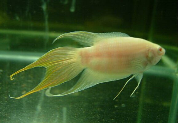  p>白兔鱼,即叉尾斗鱼(又名中国斗鱼,学名macropodus opercularis)的