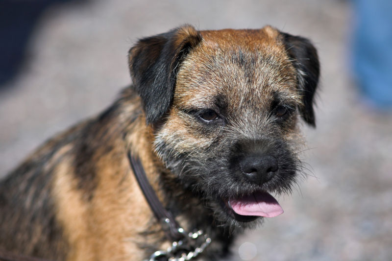 borderterrier