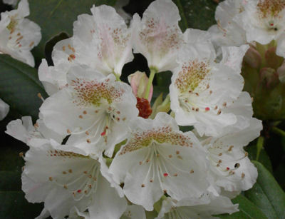  p>短花杜鹃(学名: i>rhododendron brachyanthum /i> franch.