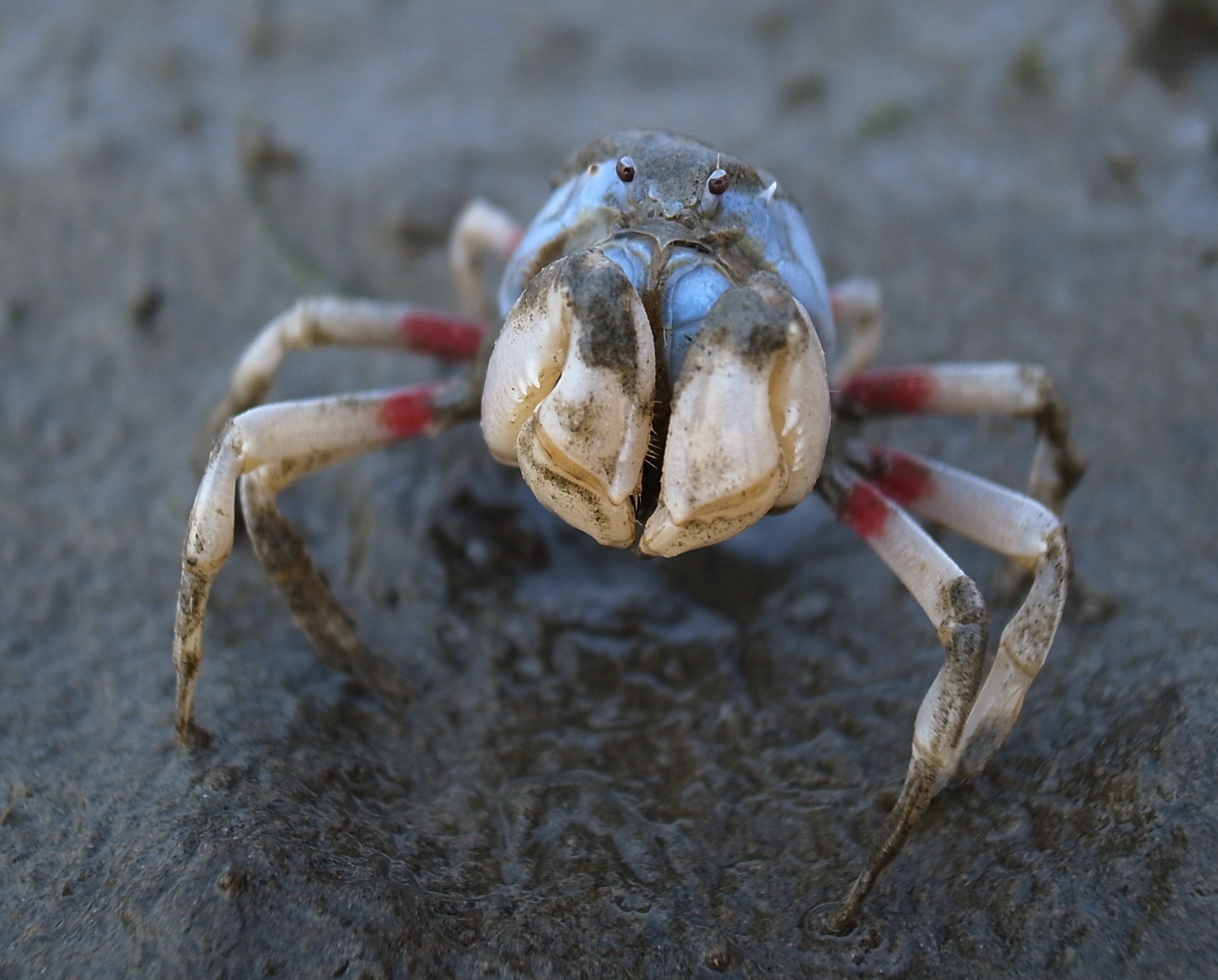  p>身体的颜色搭配醒目,圆球状的甲壳呈蓝紫色,细长的步足与螯足呈
