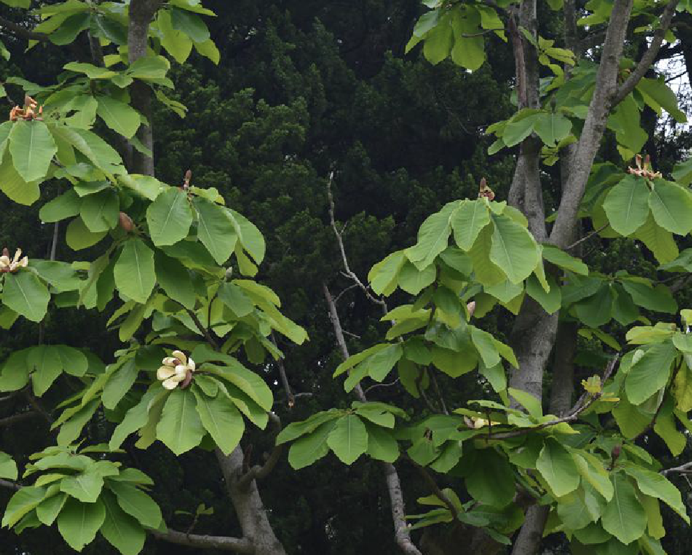 magnolia hypoleuca