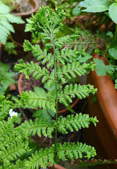  p>刺叶鳞毛蕨(学名: i>dryopteris carthusiana /i>  (vill.) h.p.