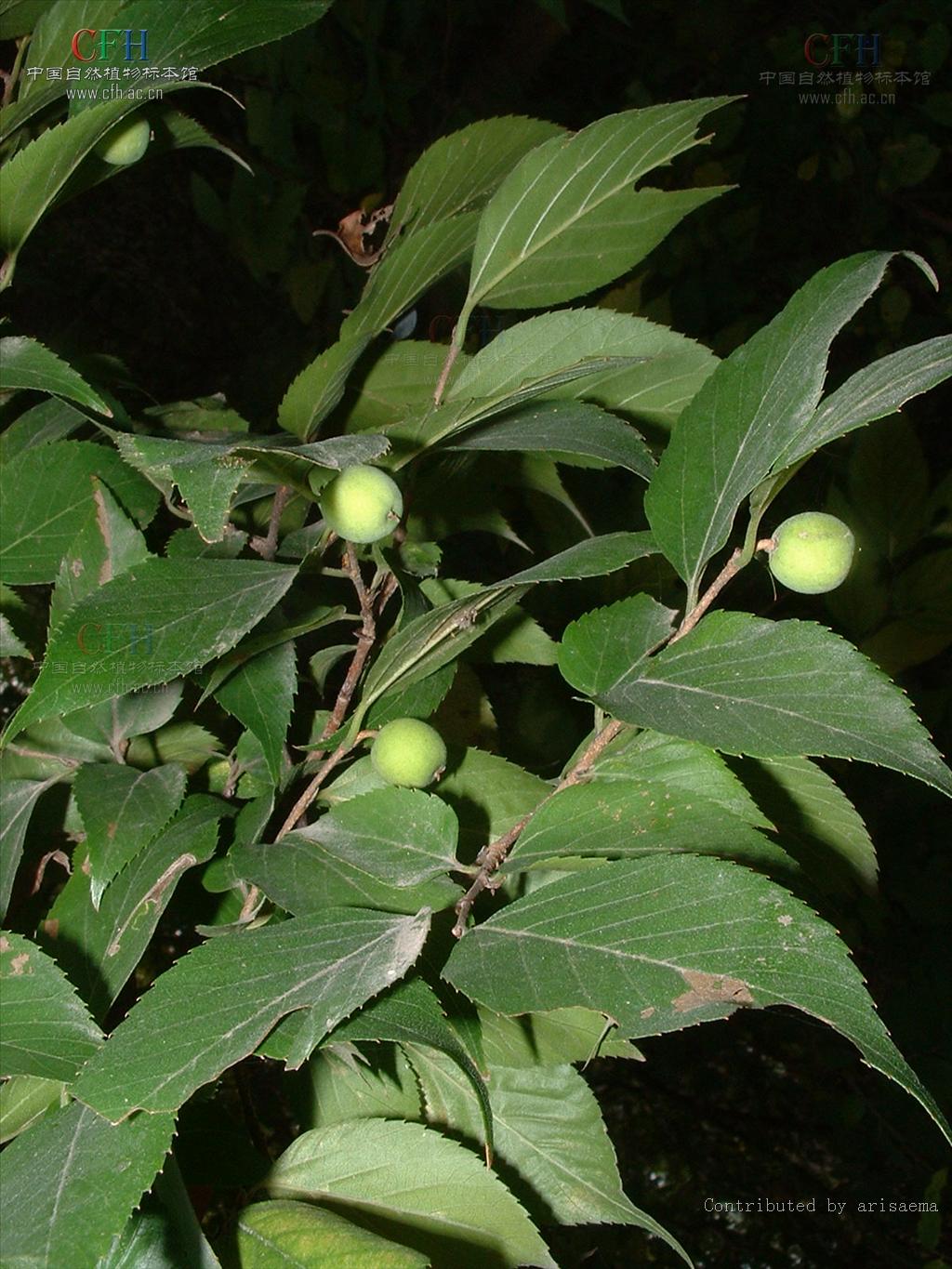  p>糙叶树属(aphananthe planch., nom. gen. cons.