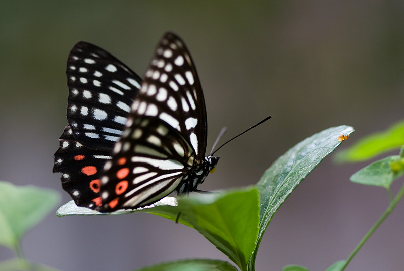  p>昆虫名,属鳞翅目,蛱蝶科脉蛱蝶属.