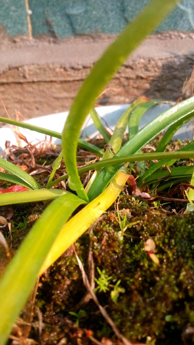 ="/item/仙游县/3450344" data-lemmaid="3450344">仙游县 /a>石苍境