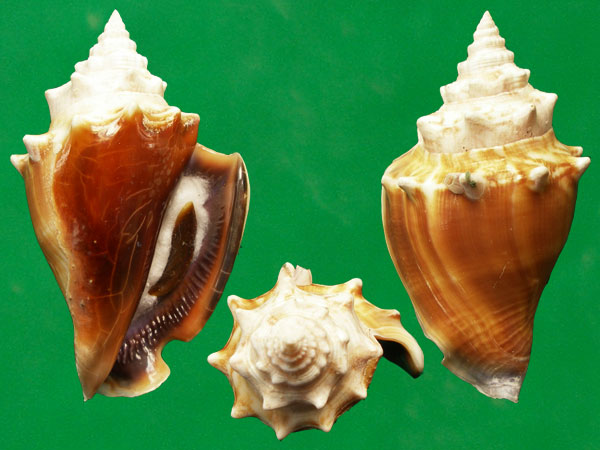 种中腹足目, a href="#" data-lemmaid="1091864">凤凰螺科 /a>类生物