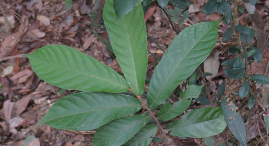  p>酒饼婆,中药名.