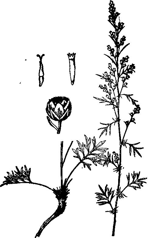  p> b>沙蒿 /b>(学名: i> i>artemisia desertorum /i>  /i>spreng.