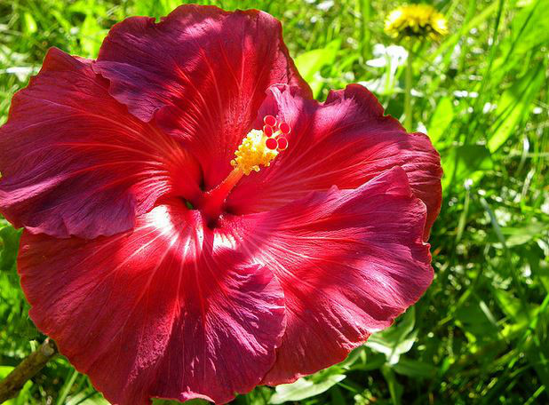 hibiscus rosa-sinensis cv. nightfire